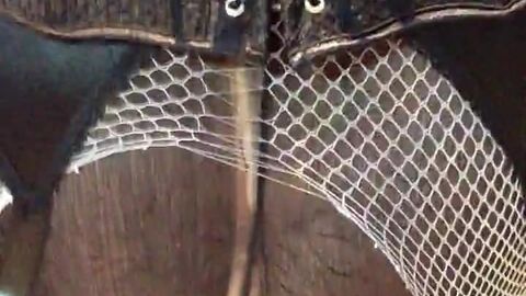 HD видео, мужчина (гей)