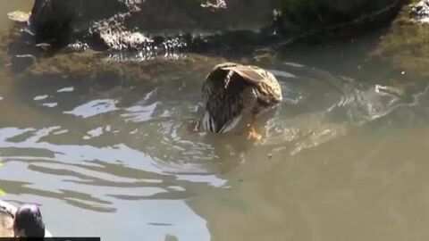 HD видео, большой член (гей), Гей порно (гей), любитель (гей), маленький член (гей), Твинк (гей)